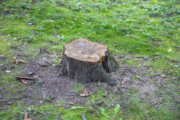 Bush Stump Removal in Portland