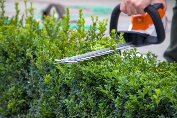 Hedge Shearing in Portland