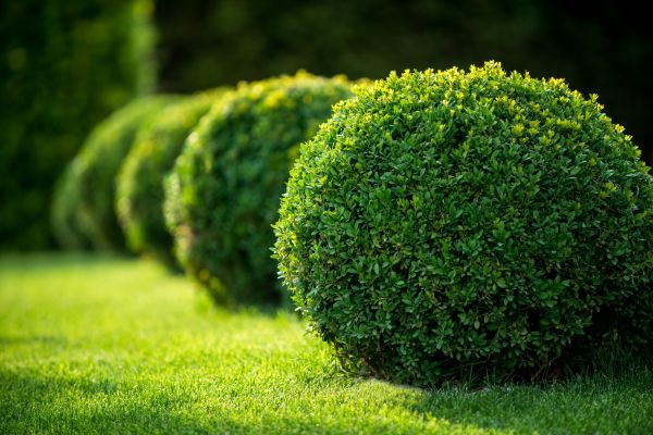 Bush Pruning in Portland