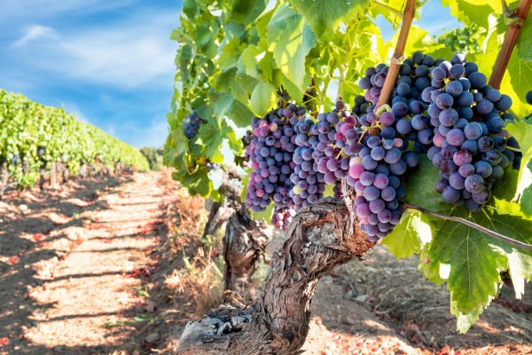 Grapevine Pruning in Portland