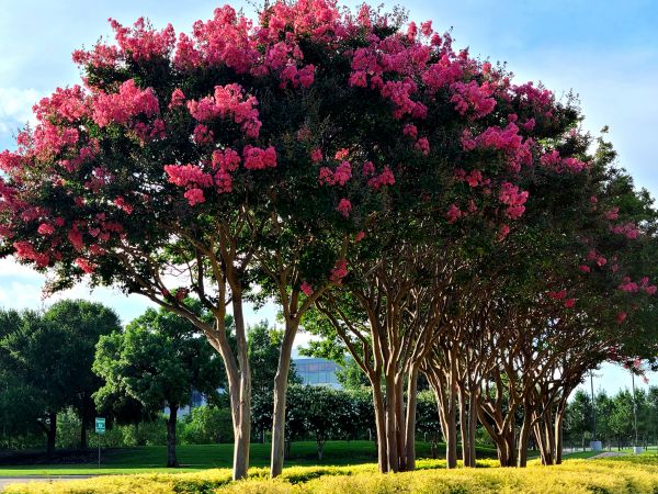 Crepe Myrtle Pruning in Portland