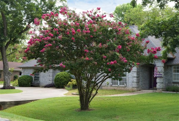 Crepe Myrtle Trimming in Portland