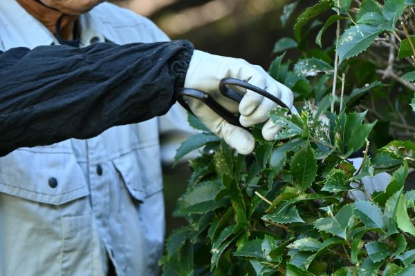 Holly Pruning in Portland