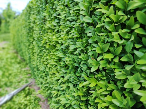 Boxwood Pruning in Portland