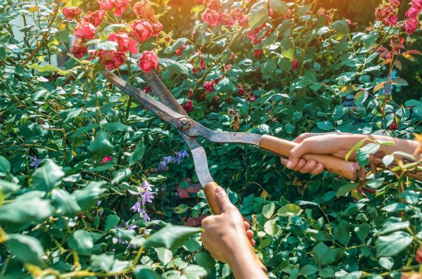 Knockout Roses Pruning in Portland