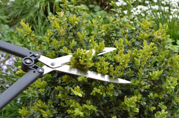 Boxwood Trimming in Portland