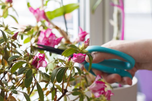 Azalea Pruning in Portland