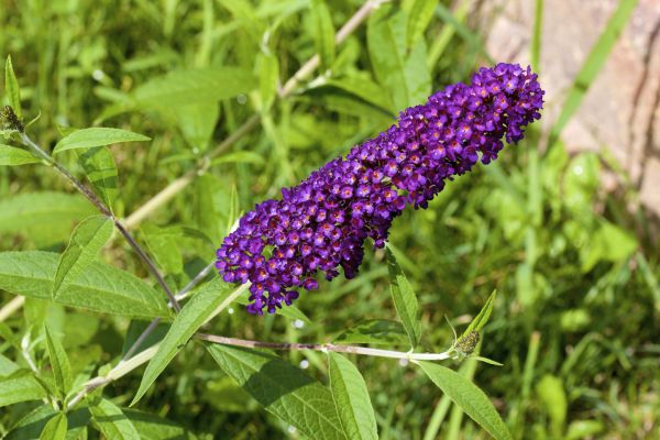 Butterfly Bush Pruning in Portland