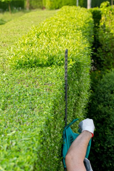 Hedge Trimming in Portland