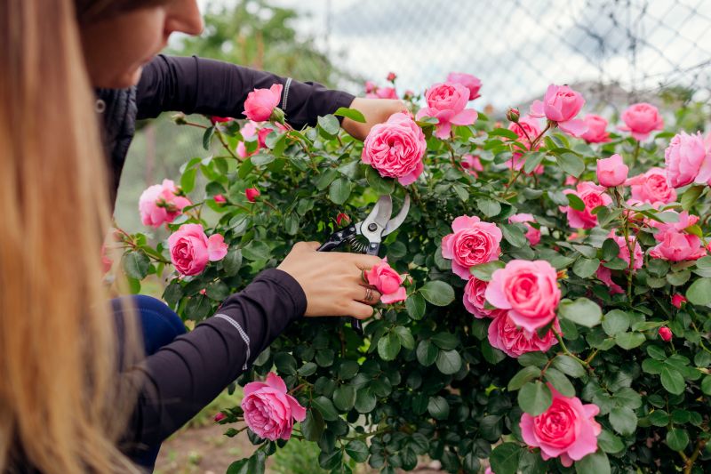 Knockout Roses Pruning