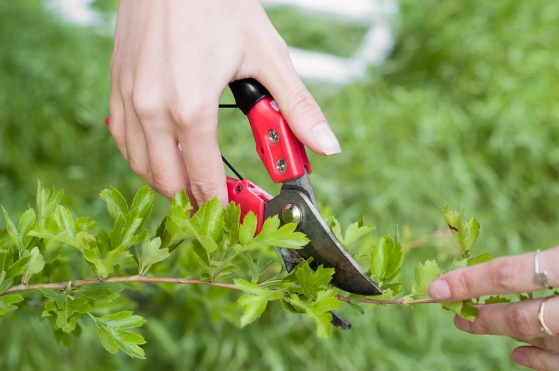 Close-up of Shrub Trimming
